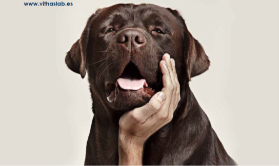 VithasLab Veterinaria, con los perros senior
