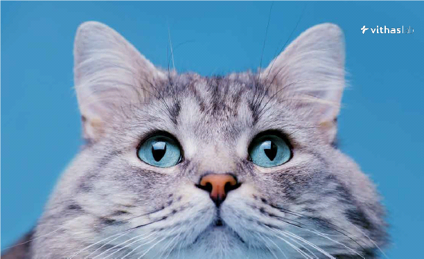 Ictericia felina, un síntoma de una enfermedad más grave